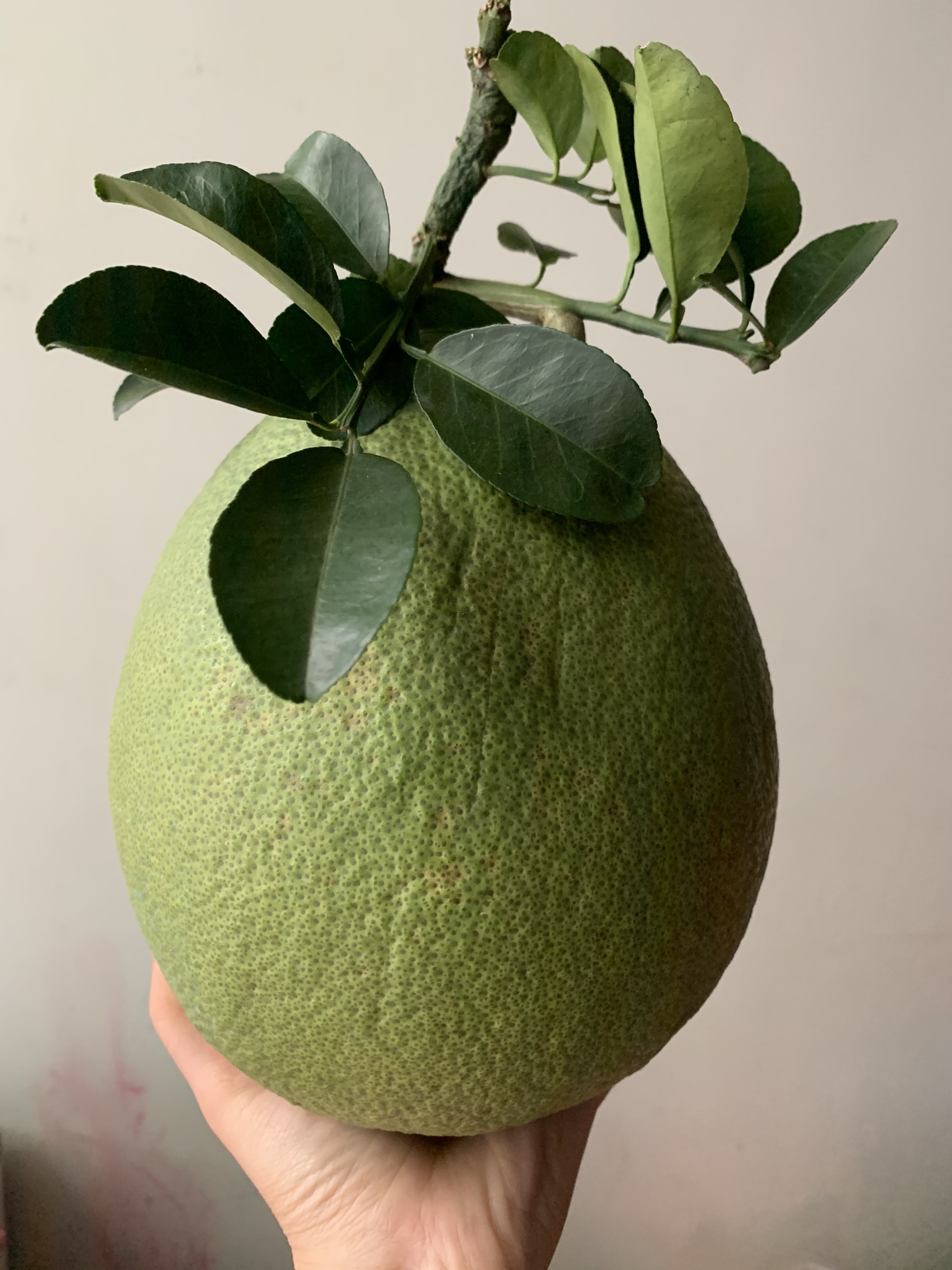 Bưởi Da Xanh Bưởi Da Xanh