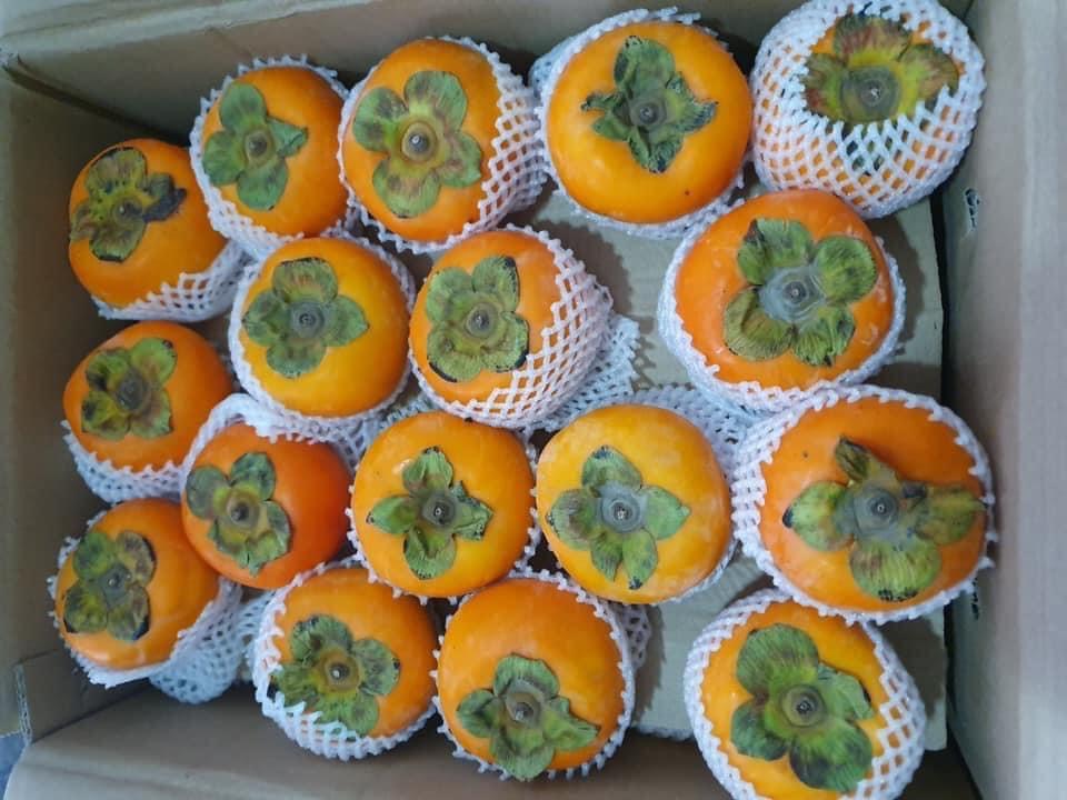 Hồng Giòn Hồng Giòn