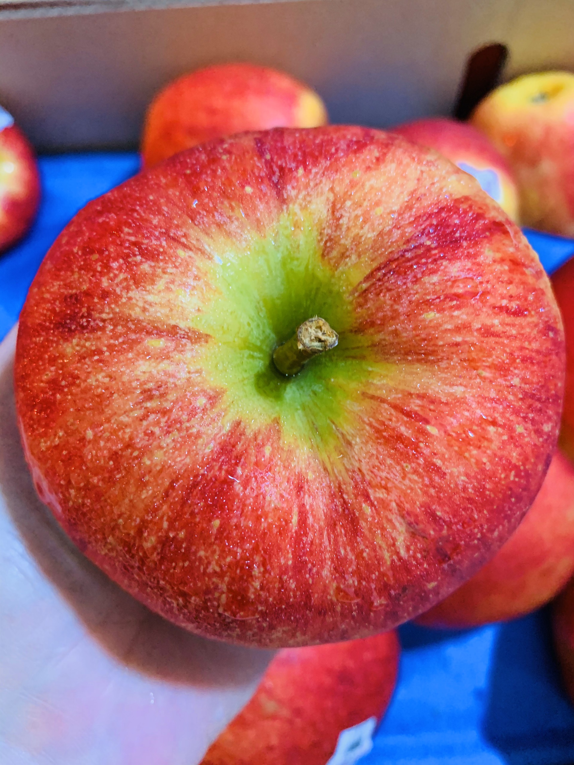 Táo Envy Newzealand Táo Envy Newzealand