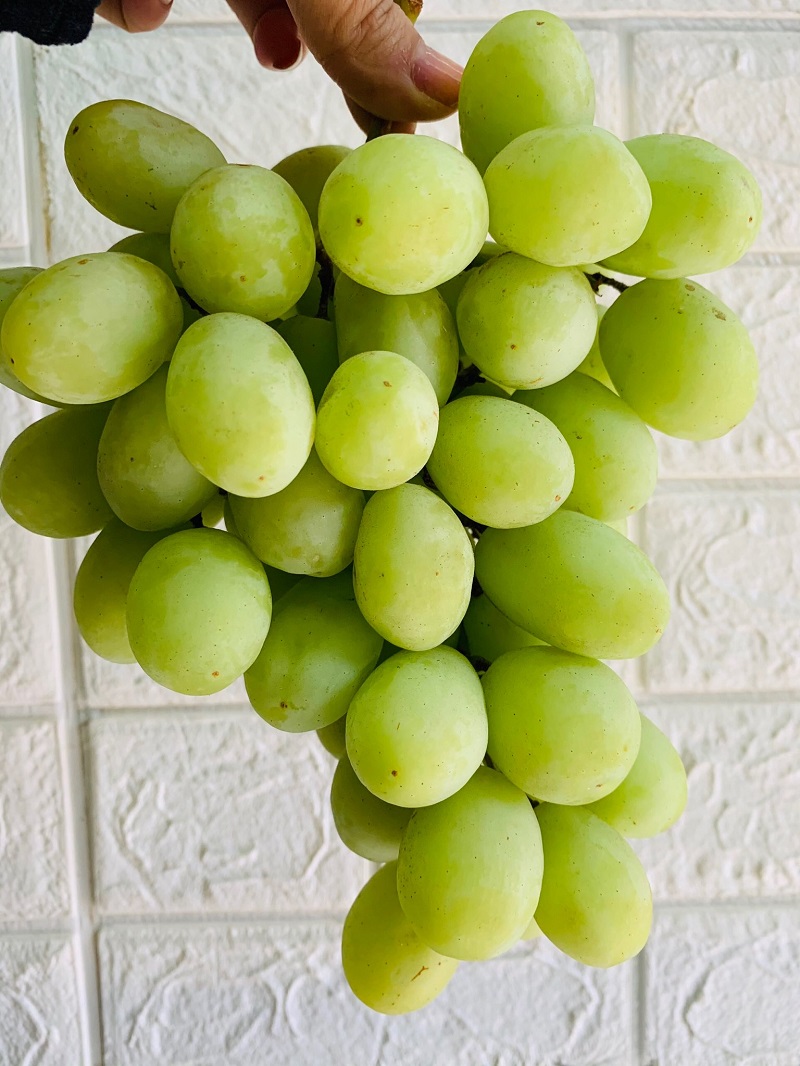 nho-xanh-peru Nho xanh peru