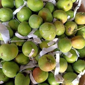 Xoài Táo Campuchia