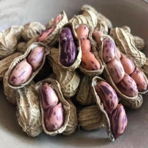 Lạc vằn điện biên